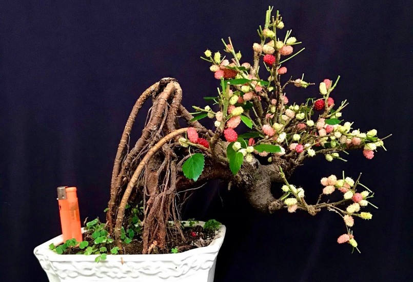 Cây dâu tằm được tạo dáng bonsai rất độc đáo.