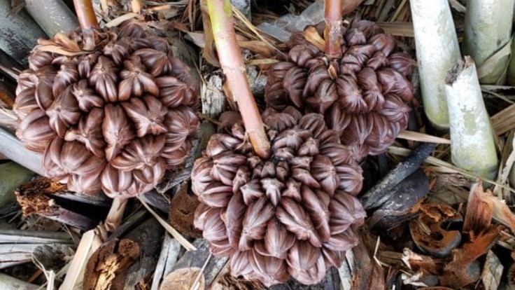 Những loại quả ở quê xấu xí gai góc không ngờ mang lại "mỏ tiền" cho người bán