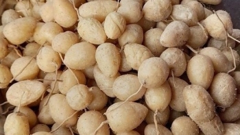 Loại củ chỉ trồng ăn chơi bất ngờ quý như sâm ăn vào trẻ lâu bán đâu cũng đắt