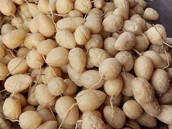 Loại củ chỉ trồng ăn chơi bất ngờ quý như sâm ăn vào trẻ lâu bán đâu cũng đắt