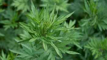 Không cần đi gội đầu dưỡng sinh, tự nấu thứ nước gội từ ngải cứu ở nhà, không chỉ sạch gầu mà còn giúp ngủ ngon