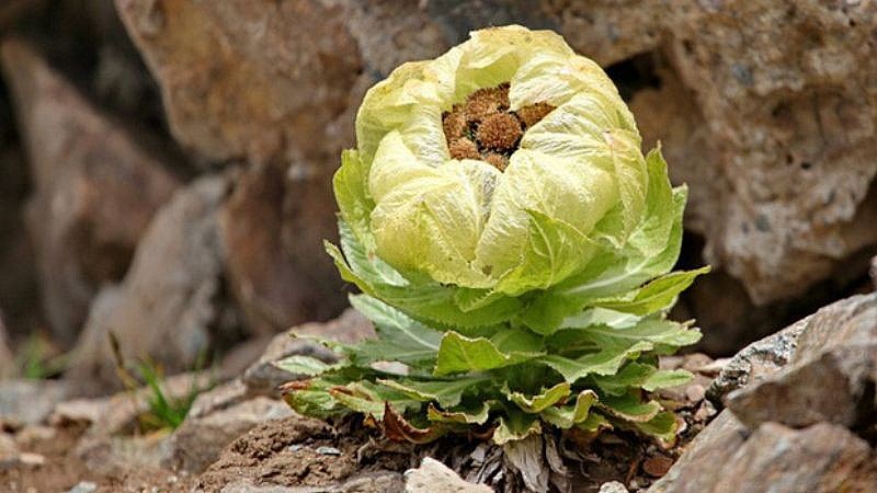 Tuyết Liên Hoa (hoa sen tuyết của Thiên Sơn) Tuyết Liên Hoa (hoa sen tuyết của Thiên Sơn)