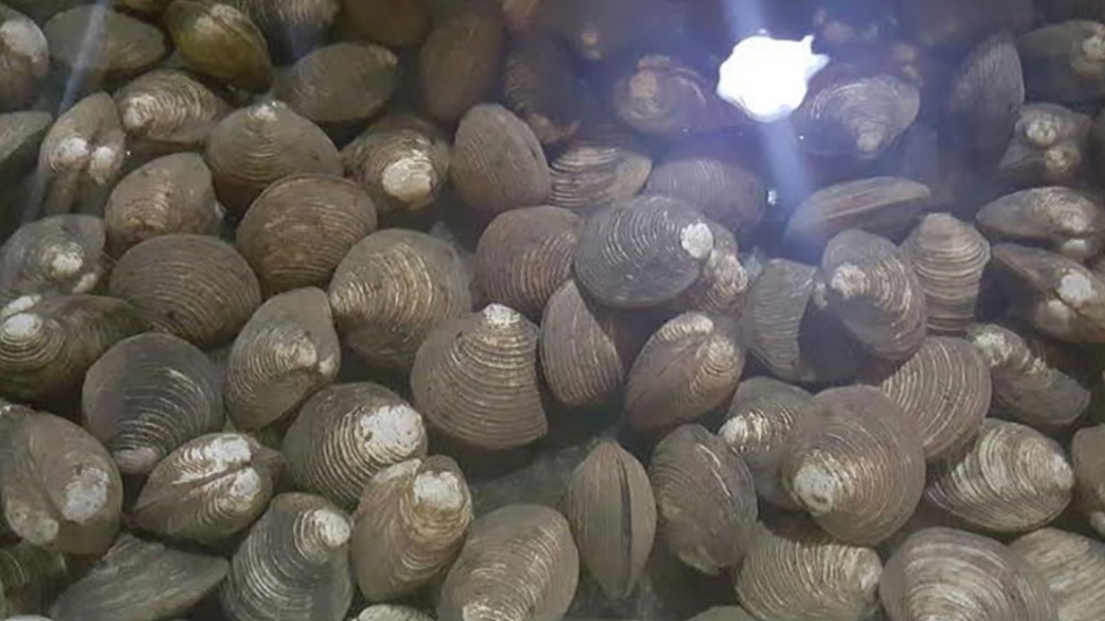 Loài hải sản nghe tên đã thấy "ngán đến tận cổ", nhưng lại có sức quyến rũ thực khách lạ kỳ, có giá 400k/kg