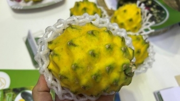 Thanh long siêu lạ, quả vàng ươm chỉ bằng nắm nay mà giá bán gần nửa triệu đồng/kg