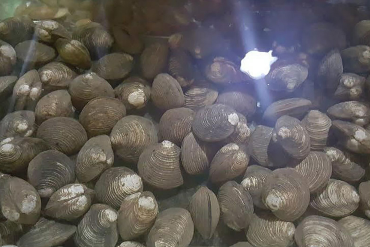 Loài hải sản nghe tên đã thấy "ngán đến tận cổ", nhưng lại có sức quyến rũ thực khách lạ kỳ, có giá 400k/kg