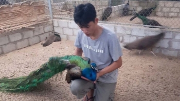 Mang 15 triệu đồng mua chim công khởi nghiệp, trai đất cảng thành ông chủ trang trại 47 chuồng, thu nhập 500 triệu/năm