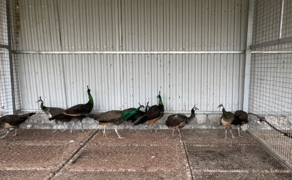 Mô hình nuôi nhốt chim công