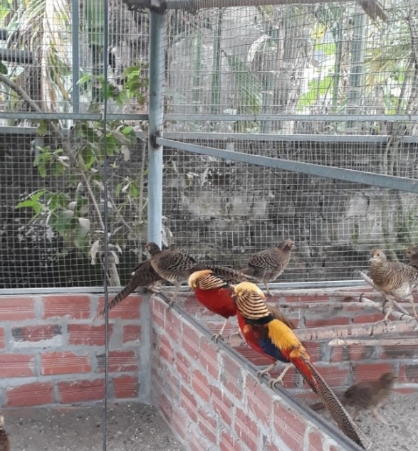 Ngoài chim công, anh Dũng còn nuôi chim trĩ