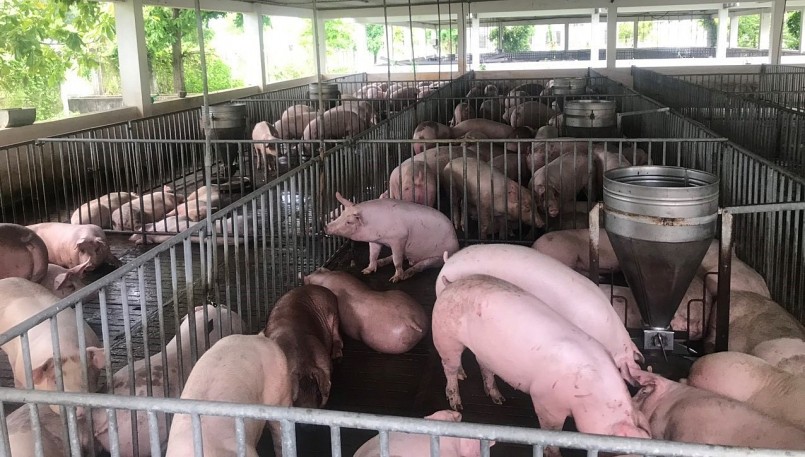 Giá heo hơi hôm nay (05/3) giá heo hơi khép lại một tuần nhiều biến động. Giá heo hơi suy giảm liên tục về dưới mốc 50.000 đồng/kg. Giá heo hơi hôm nay (05/3) giá heo hơi khép lại một tuần nhiều biến động. Giá heo hơi suy giảm liên tục về dưới mốc 50.000 đồng/kg.