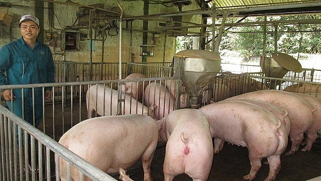 Giá heo hơi hôm nay (05/3) sau những đợt giảm liên tiếp về dưới mức 50.000 đồng/kg, nhiều doanh nghiệp báo lỗ. Giá heo hơi hôm nay (05/3) sau những đợt giảm liên tiếp về dưới mức 50.000 đồng/kg, nhiều doanh nghiệp báo lỗ.