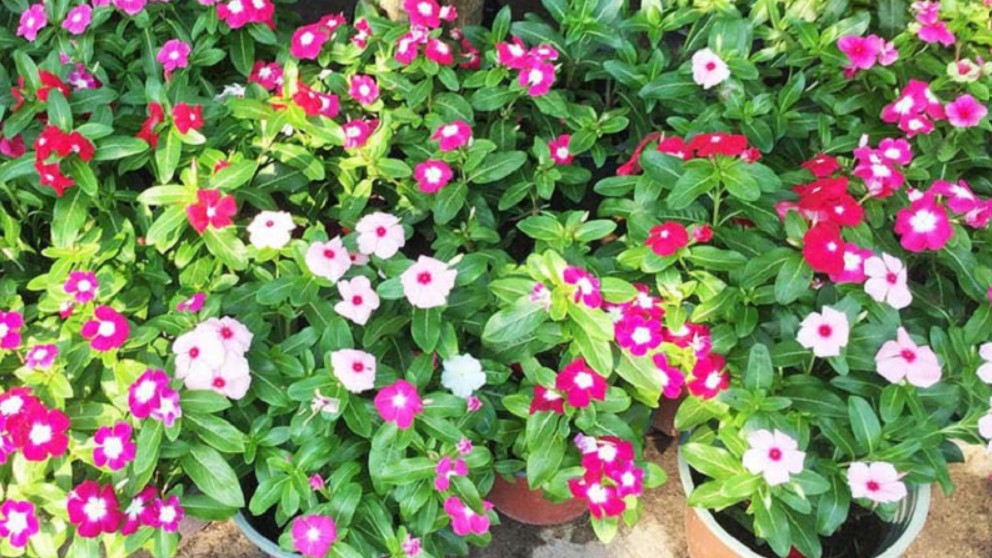 Những loại hoa vừa đẹp vừa dễ trồng, diện tích nhà nhỏ mấy cũng trồng được