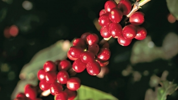 Giá nông sản hôm nay (05/3): Cà phê tăng chạm ngưỡng 48, hồ tiêu biến động dữ dội