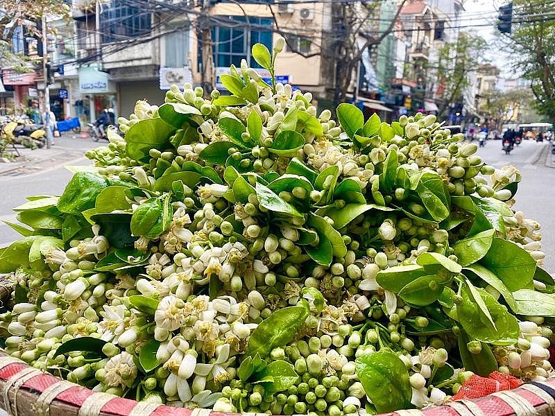 Những chiếc xe đạp chở đầy hoa bưởi trên đường phố. Những chiếc xe đạp chở đầy hoa bưởi trên đường phố.