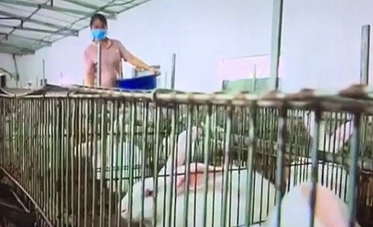 Sau 8 năm, trại thỏ không ngừng mở rộng quy mô lên 5.000 con.