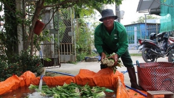 Trồng thứ rau gia vị dễ hơn trồng cỏ, nói bán là có người mua, nông dân thu nhập trăm triệu mỗi năm