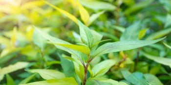 Loại rau tưới nước lã cũng tốt um trong vườn nhà, làm rau gia vị cực ngon, làm vị thuốc cực quý