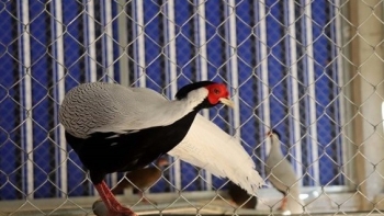 Loài gà sắp biến mất trên trái đất vừa xuất hiện tại rừng đặc dụng Pù Hu quý hiếm cỡ nào?