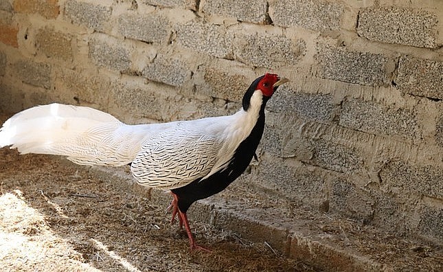 Gà lôi trắng cực quý hiếm trong rừng Pù Hu.