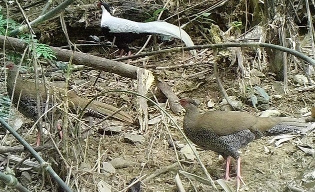 Ban quản lý Khu bảo tồn thiên nhiên Pù Hu phát hiện năm cá thể gà lôi trắng và gà tiền mặt vàng.