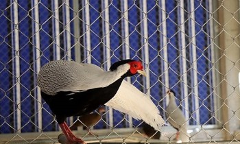 Loài gà sắp biến mất trên trái đất vừa xuất hiện tại rừng đặc dụng Pù Hu quý hiếm cỡ nào?