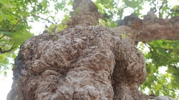 Siêu phẩm khế 400 tuổi, thân u cục da voi gây sốc với giá 3 tỷ liệu có xứng tầm?