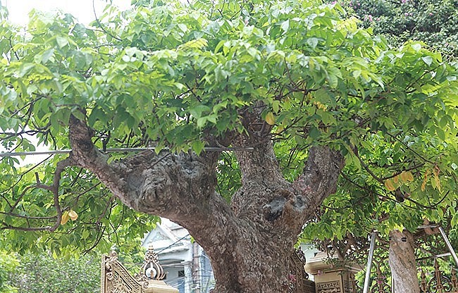 Bên trên cây khế cổ thụ có 3 cành lớn nhìn khúc khuỷu. Bên trên cây khế cổ thụ có 3 cành lớn nhìn khúc khuỷu.