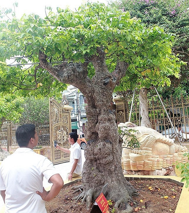 Cây khế cổ thụ cao khoảng 3m, hoành gốc khoảng 200cm. Cây khế cổ thụ cao khoảng 3m, hoành gốc khoảng 200cm.