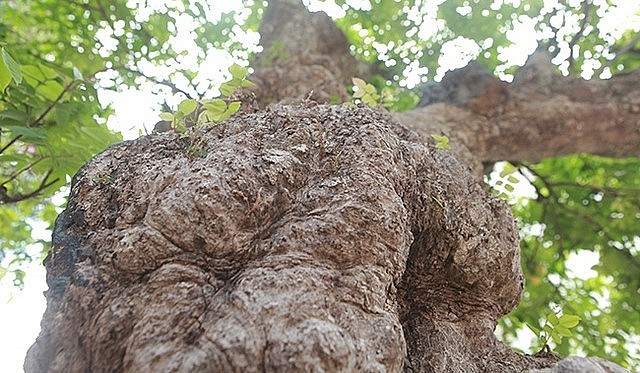 Cây khế cổ thụ 400 tuổi toàn thân sần sùi , u cục. Cây khế cổ thụ 400 tuổi toàn thân sần sùi , u cục.