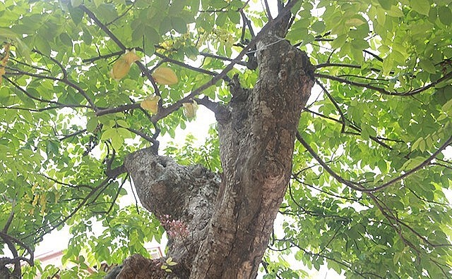 Cây khế có giá khoảng 3 tỷ đồng nhưng anh Toàn để ở vườn chơi chứ không bán.