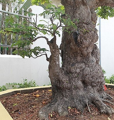 Toàn thân cây khế cổ thụ nổi những u ục, xù xì hoàn toàn tự nhiên chứ con người không thể tác động được. Toàn thân cây khế cổ thụ nổi những u ục, xù xì hoàn toàn tự nhiên chứ con người không thể tác động được.