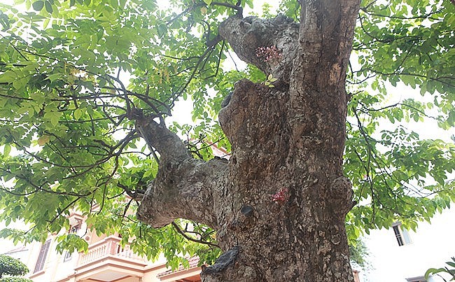 Cây khế cổ thụ 400 tuổi vẫn ra lộc xanh và trổ hoa. Cây khế cổ thụ 400 tuổi vẫn ra lộc xanh và trổ hoa.