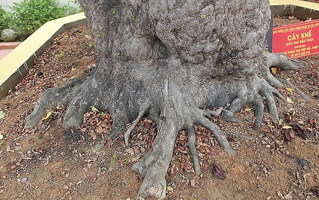 Gốc cây khế cổ thụ to, toàn thân u cục, vỏ nhìn như da voi. Gốc cây khế cổ thụ to, toàn thân u cục, vỏ nhìn như da voi.