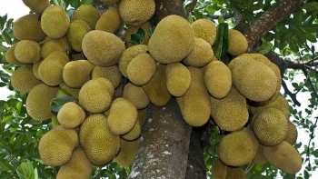 Giống mít ngoại đang gây sốt ở Tiền Giang, đắt ngang sầu riêng lợi nhuận 1 tỷ đồng/ha