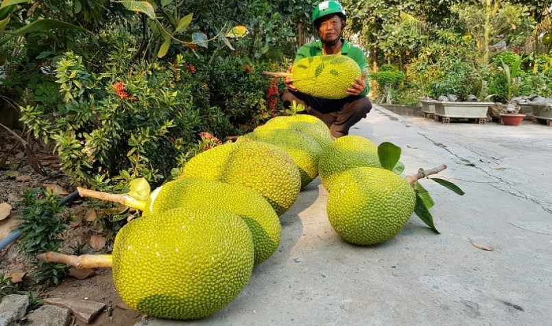 Nhà vườn phấn khởi vì mít ruột đỏ Indo được mùa bán với giá cao.