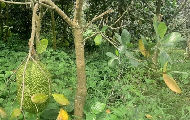 Nhiều nhà vườn tại Tiền Giang đang tích cực mở rộng diện tích trồng mít ruột đỏ.