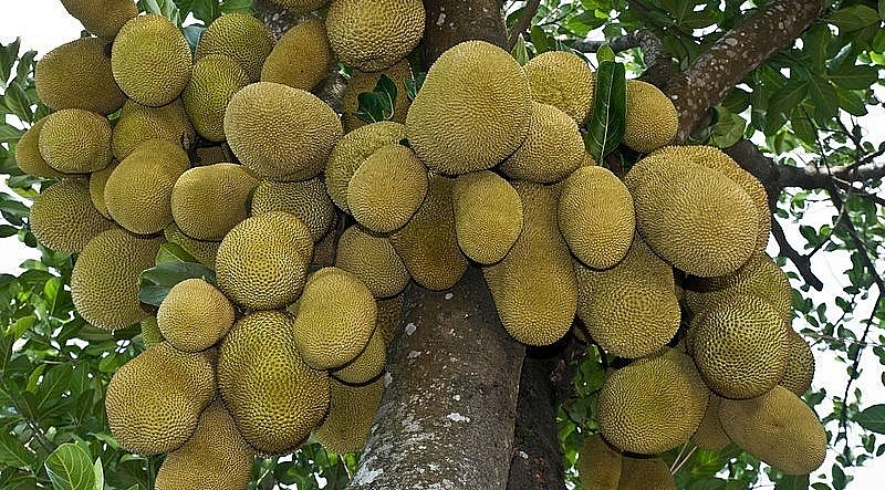 Mít ngoại ruột đỏ đang gây sốt tại Tiền Giang với giá 100 nghìn đồng/kg.