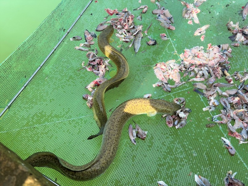 Cá chình biển từ xưa đã được xếp vào hàng món ăn đặc sản có giá trị kinh tế cao Cá chình biển từ xưa đã được xếp vào hàng món ăn đặc sản có giá trị kinh tế cao