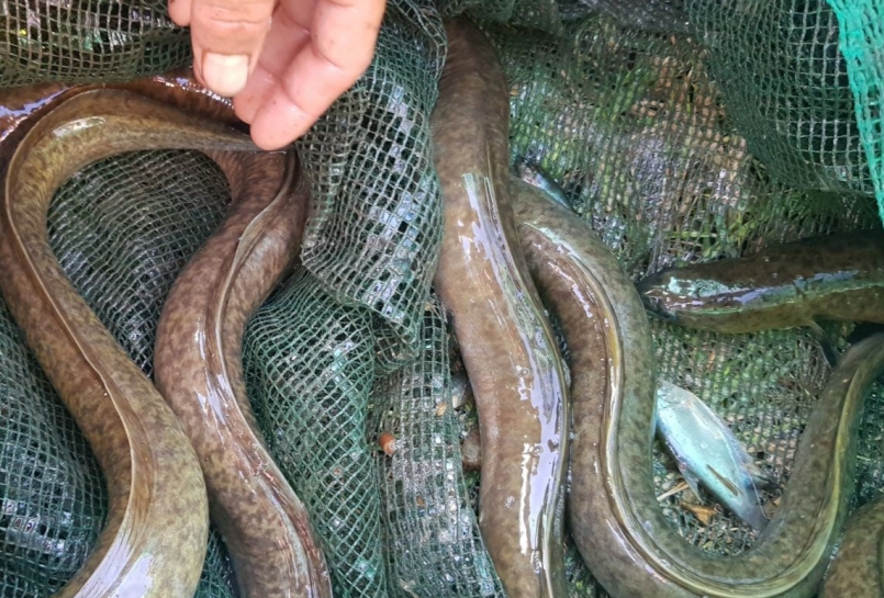 Cá chình thương phẩm nuôi tại hộ ông Rớt Cá chình thương phẩm nuôi tại hộ ông Rớt