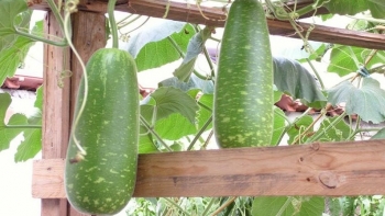 Mùa bầu trổ, đem nấu bát canh tôm mát tận ruột gan, cả nhà ăn thủng nồi trôi rế