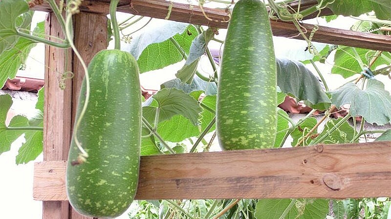 Giàn bầu trĩu quả