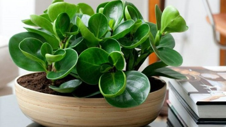 6 loại hoa không cần mua, sang hàng xóm xin 1 lá về cắm xuống đất, 2 tuần sau mọc rễ trắng