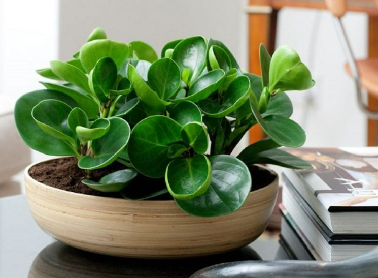 6 loại hoa không cần mua, sang hàng xóm xin 1 lá về cắm xuống đất, 2 tuần sau mọc rễ trắng