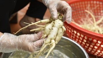 Trồng loại sâm xưa để dâng vua tiến chúa, nay bán đắt như tôm tươi 1,2 triệu đồng/kg, nhà nào trồng nhà đó giàu có