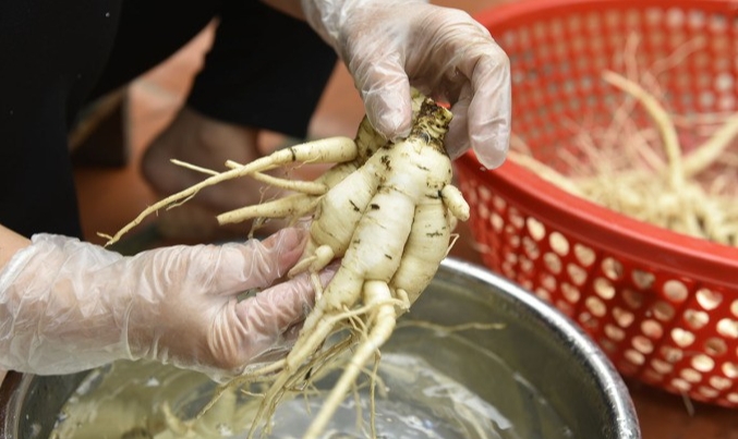 Củ sâm Báo trưởng thành thường có ba nhánh như nhiều dòng sâm quý khác. Ảnh: Lê Hoàng