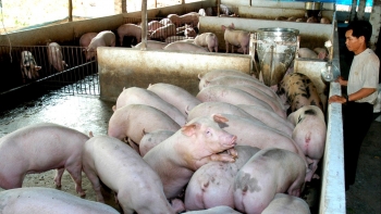 Giá heo hơi hôm nay (06/3) đầu tuần lặng sóng, nguy cơ chạm đáy 45.000 đồng/kg?