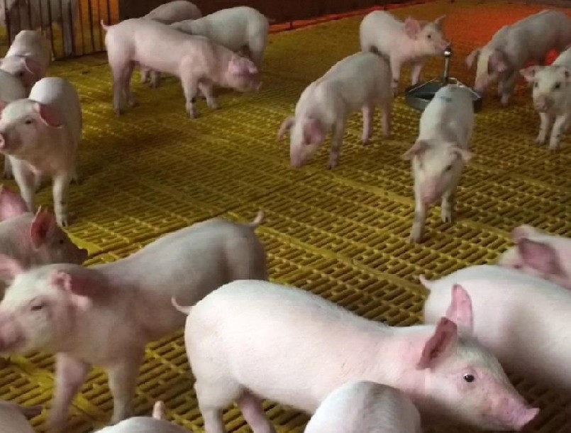 Giá heo hơi đối mặt với nguy cơ tiếp tục giảm sâu.