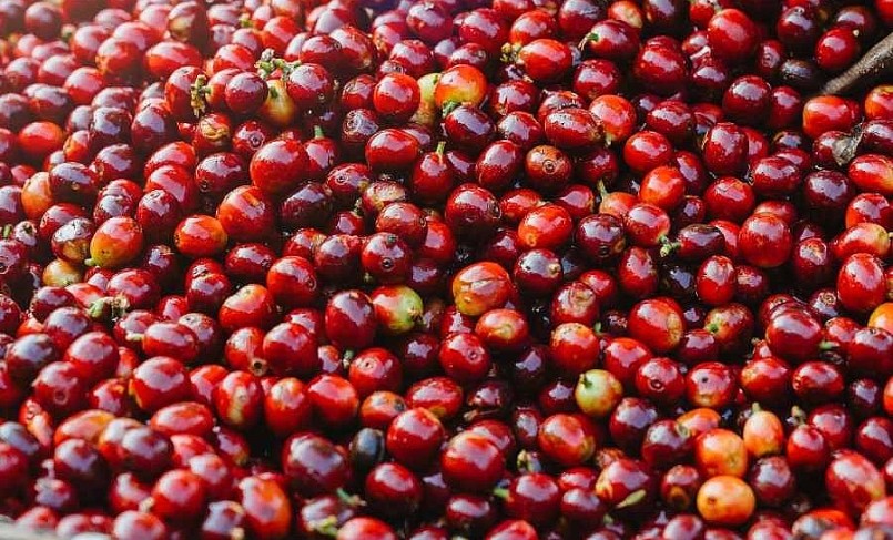 Giá nông sản hôm nay (06/3), giá cà phê