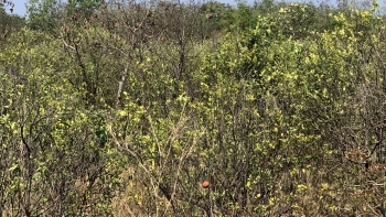 Có chăm sóc cũng lỗ, những vườn cam tiền tỷ ở Đắk Lắk giờ xơ xác như đồi hoang