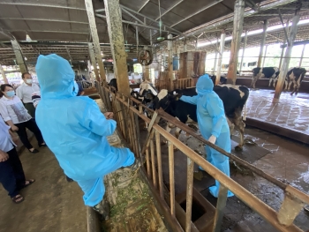 Tiêm vắc xin phòng bệnh cho đàn gia súc, gia cầm