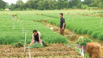 Trồng thứ rau gia vị nhìn như hành lá, xuống giống một lần thu hoạch nhiều năm, nông dân cắt lá là có tiền